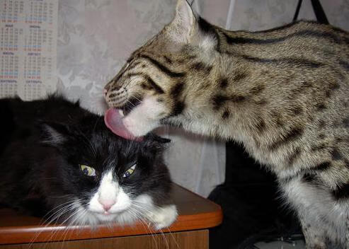 世纪对决，哥伦比亚的狂胜，与C罗那粒定乾坤的进球