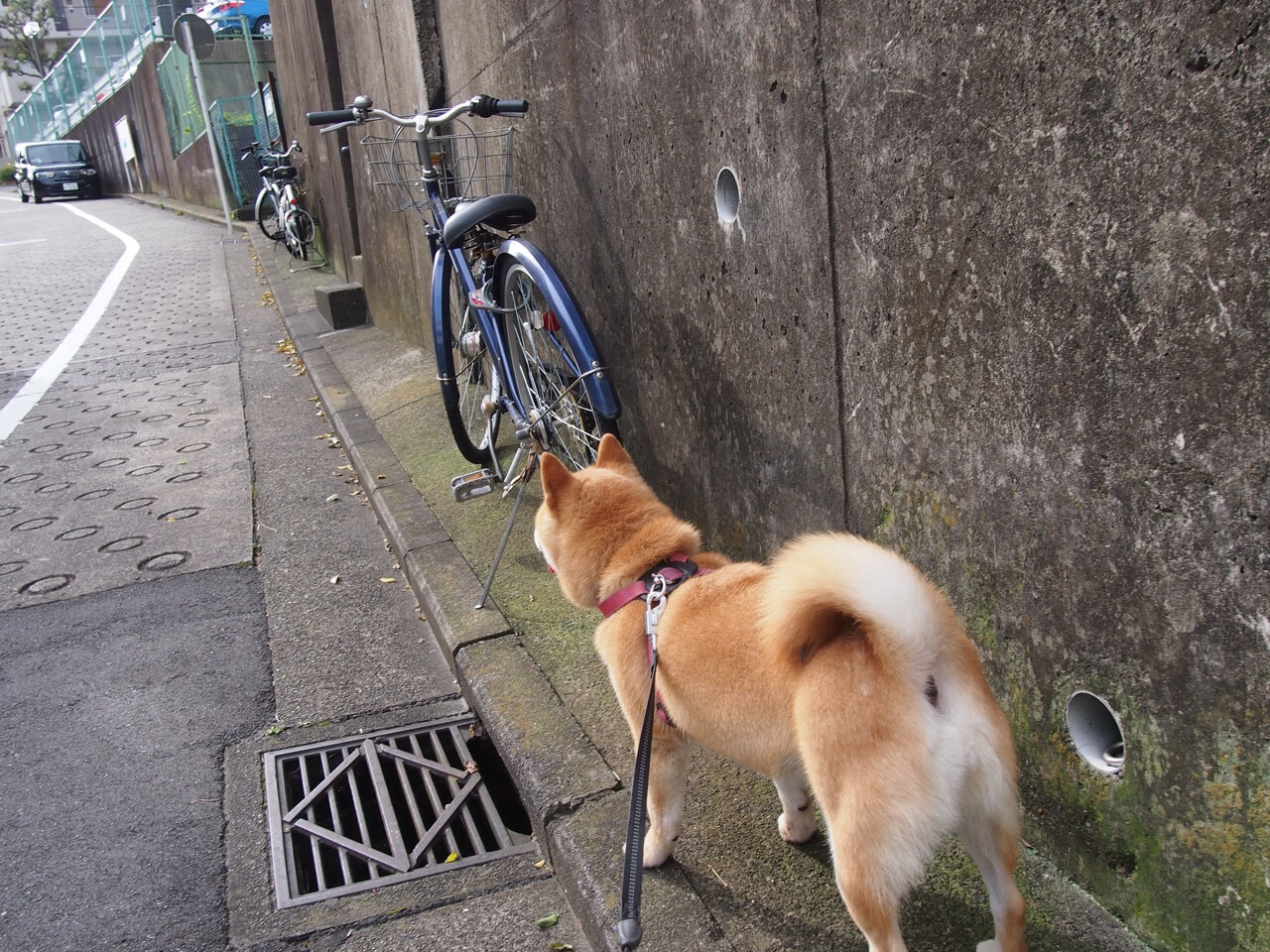 从铁西到费城，当拉文在东方雪夜里想起芝加哥的风