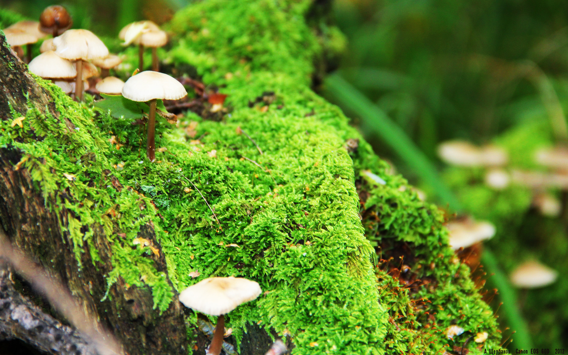 pg电子官网-终场三分定乾坤！武切维奇逆境爆发率队险胜，跨越文化的篮球对话