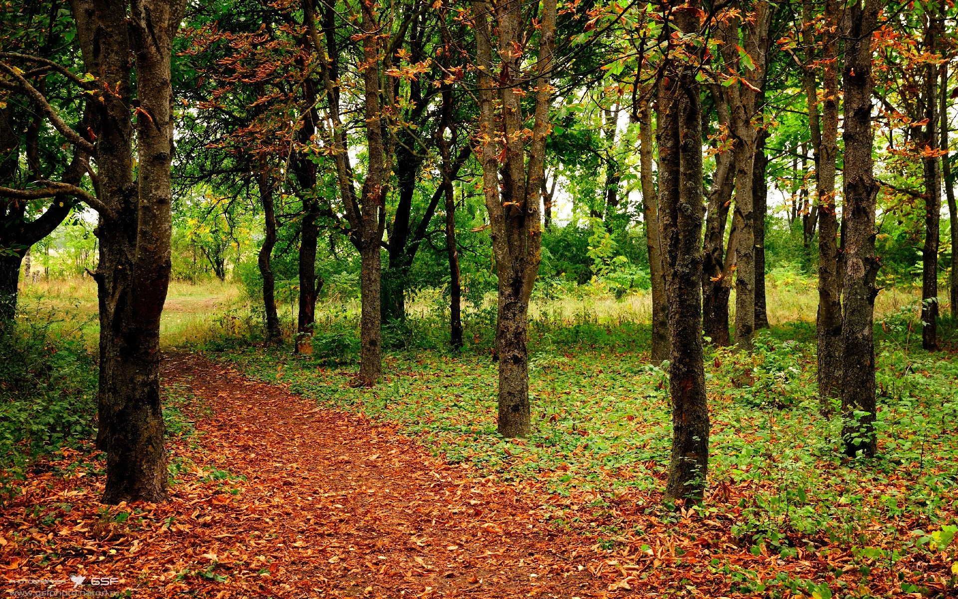 季后赛抢七焦点战，突尼斯强势压制加纳，昂首晋级