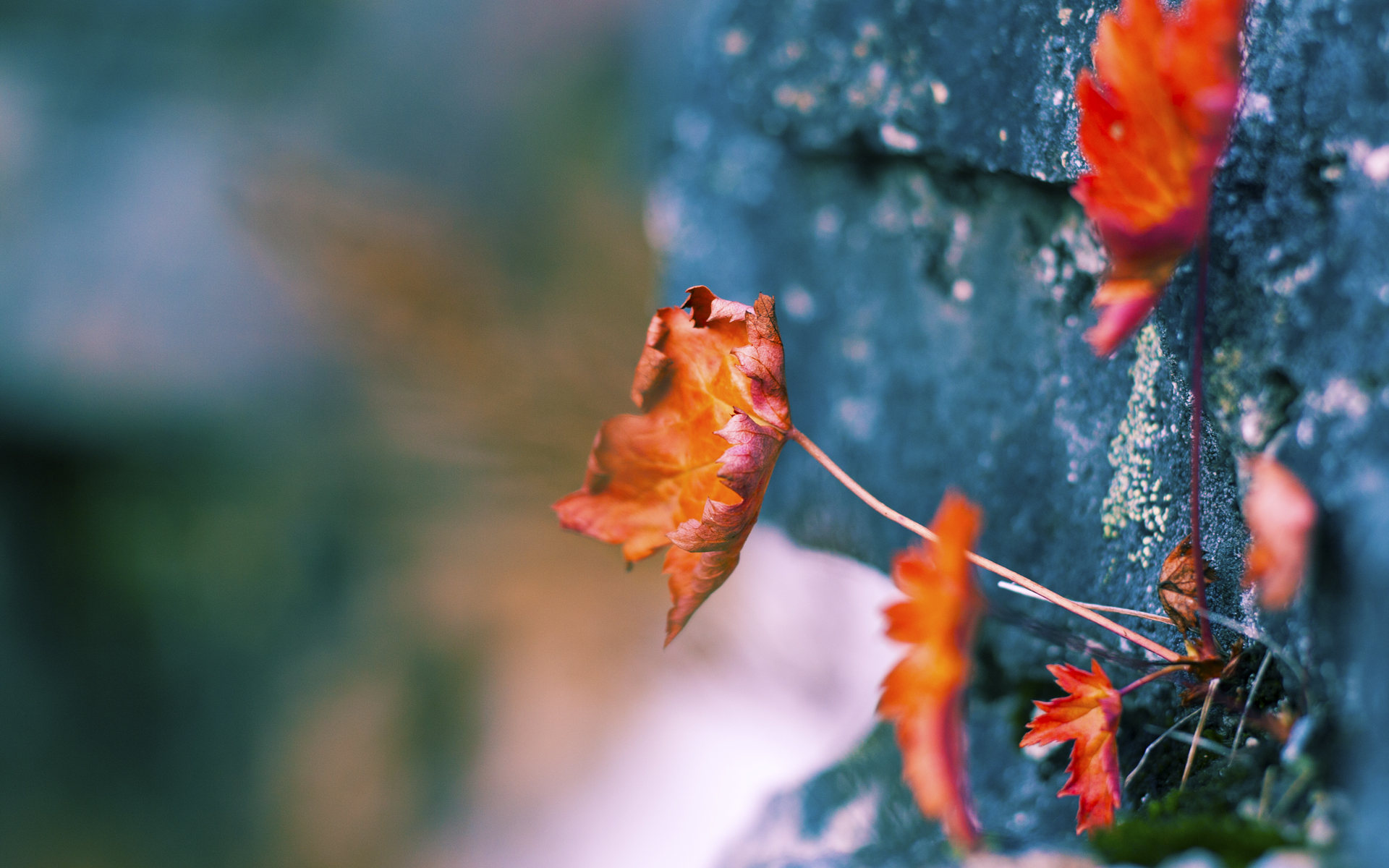 双星闪耀之夜，拉梅洛完美演绎，独行侠压哨创造奇迹