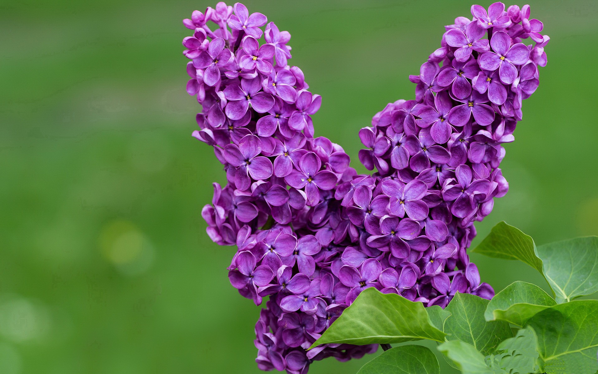 哥伦比亚一波带走利物浦，孙兴慜在意甲焦点战接管比赛