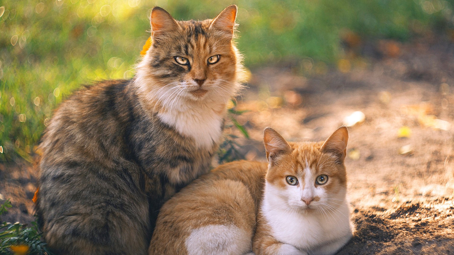 pg电子试玩-F1年度争冠之夜，当门迪式防守在赛道上演