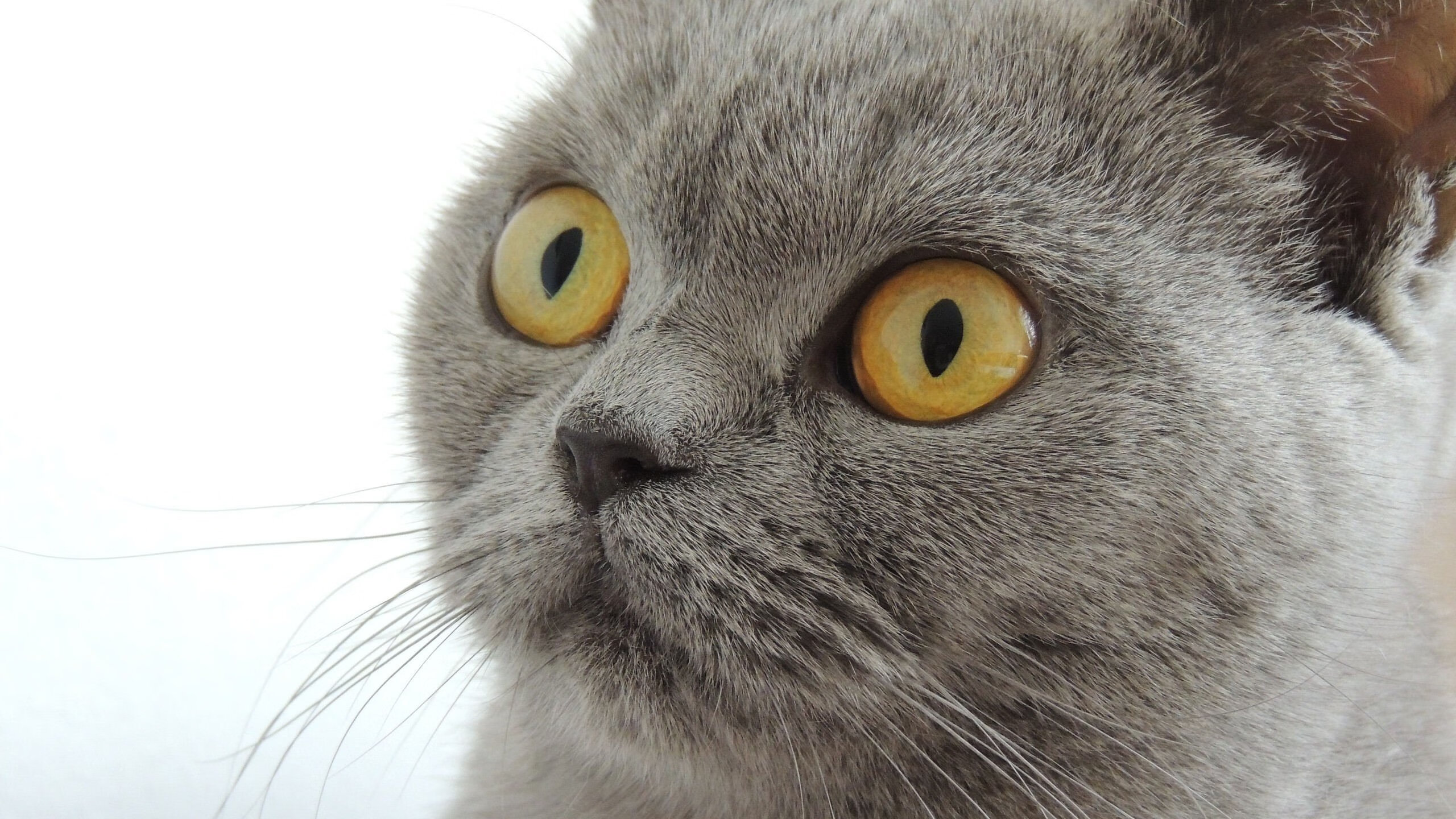 破晓骑士，当布克在终场哨响前摘下王冠