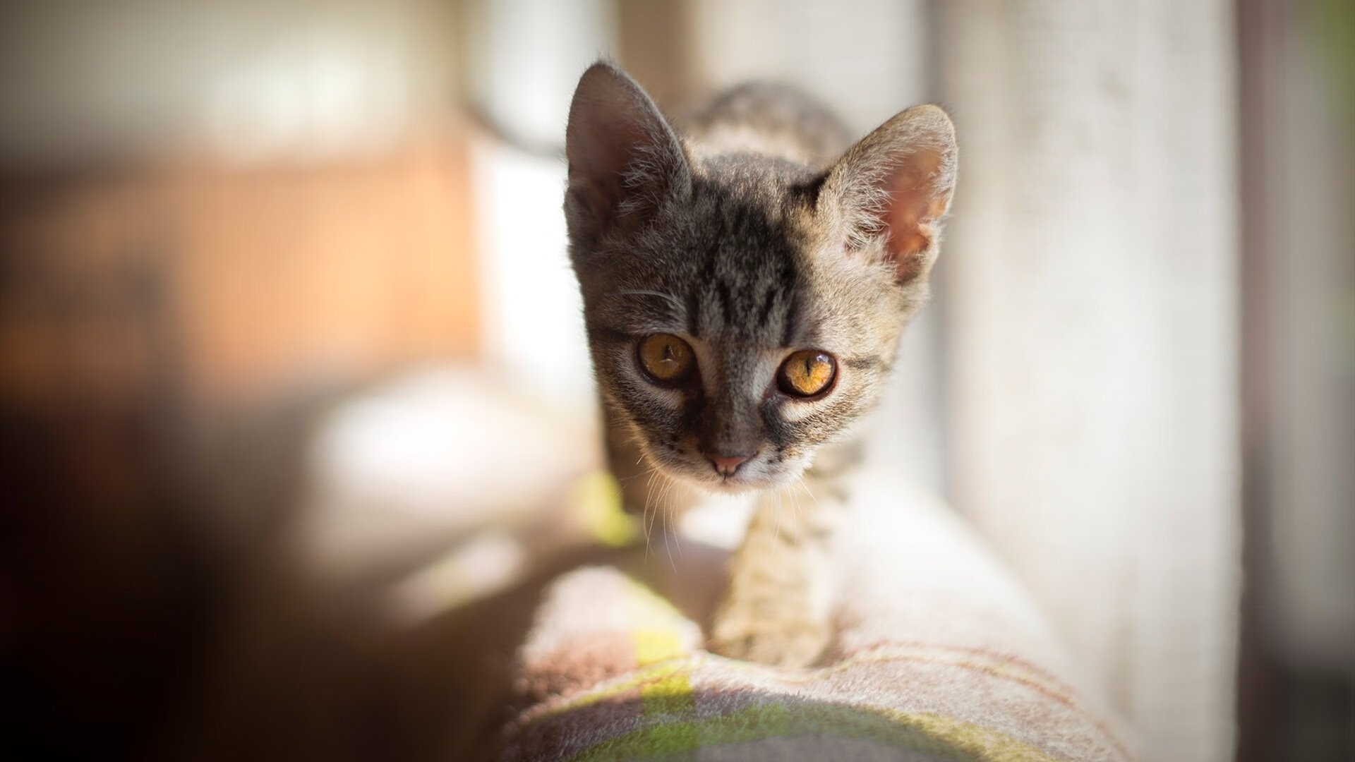 秘鲁锋霸摧垮蓝鹰防线,阿拉巴惊天远射奠定胜局