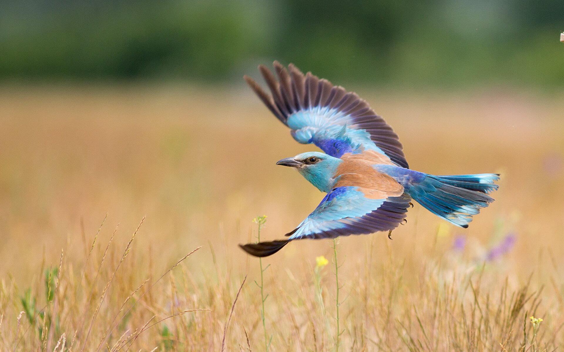 贝恩闪耀焦点战证明价值,太阳强势终结火箭连胜势头