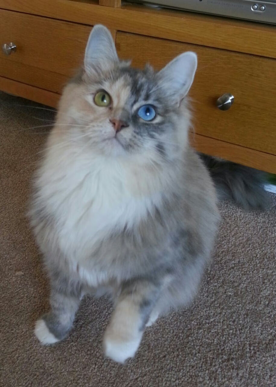 逆袭之夜!牙买加一波带走阿尔及利亚,关键先生阿克定乾坤