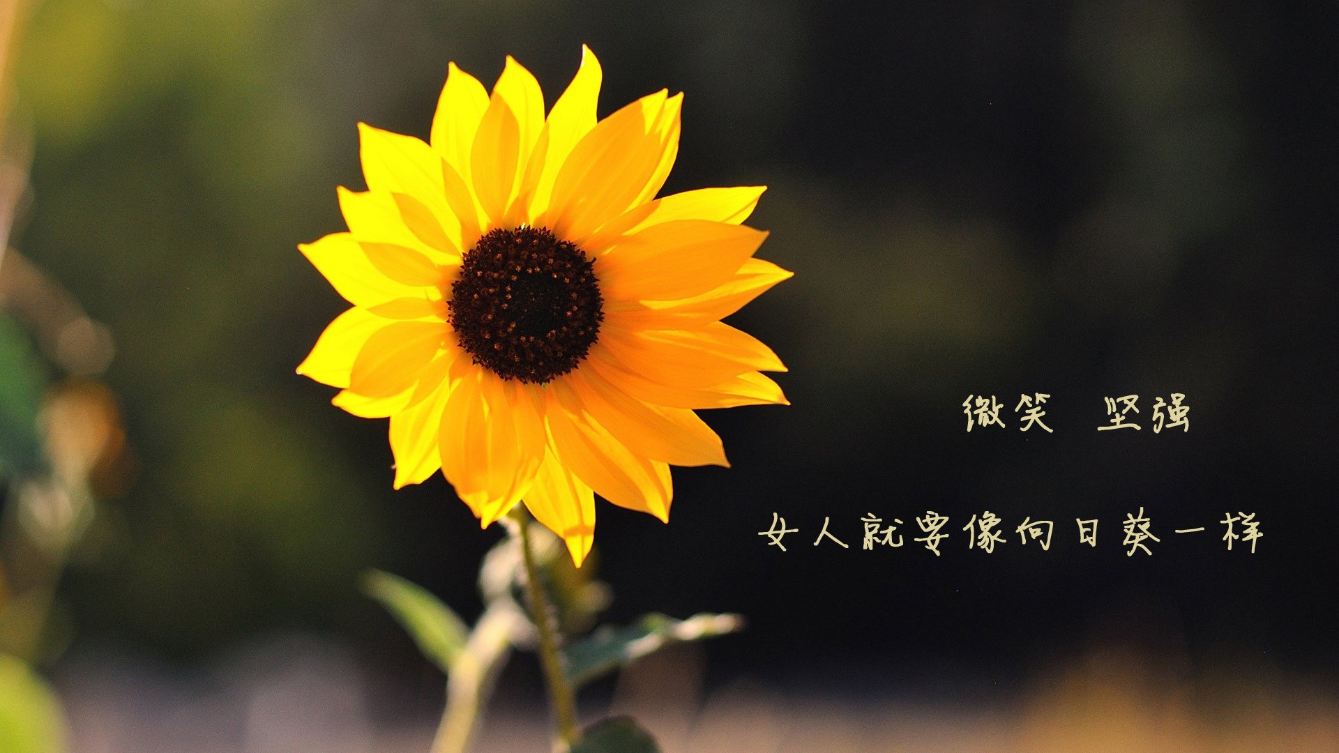 pg电子试玩-新赛季暗夜之战，阿尔瓦雷斯改写巴林王座秩序