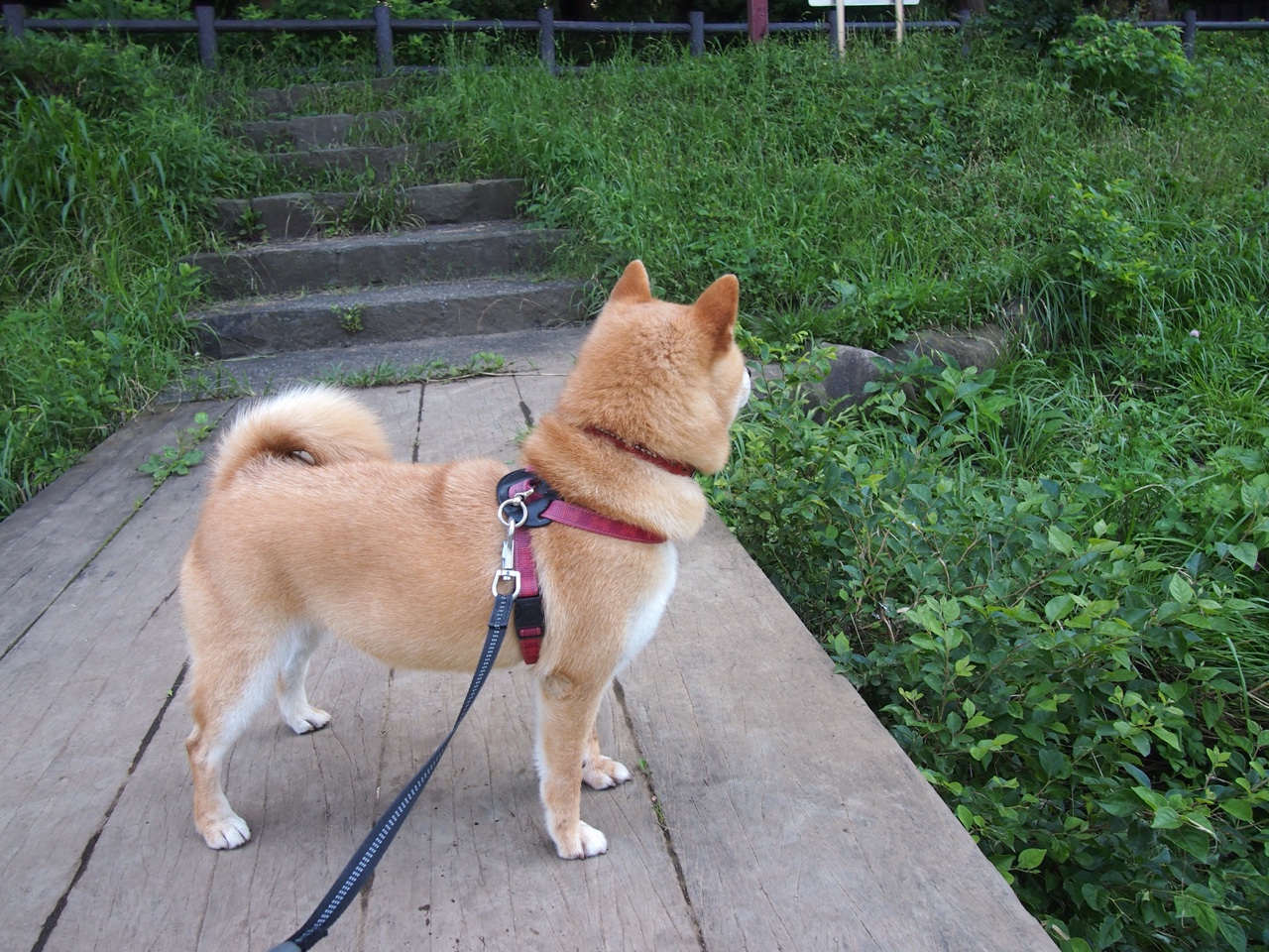 新赛季暗夜之战，阿尔瓦雷斯改写巴林王座秩序